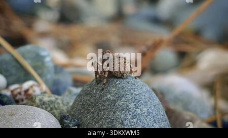 Small jumping spider (saliens araneia) from behind sitting camouflaged on a stone and turning its head towards the camera between different pebbles, T Stock Photo
