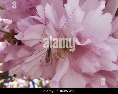 Insect snake (Tipulidae) with long legs on a pink blossom of a Japanese cherry blossom (prunus serrulata), Havelland, Germany Stock Photo
