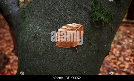 Brown leaf on green mossy tree trunk in autumn, Hainich National Park, Germany Stock Photo