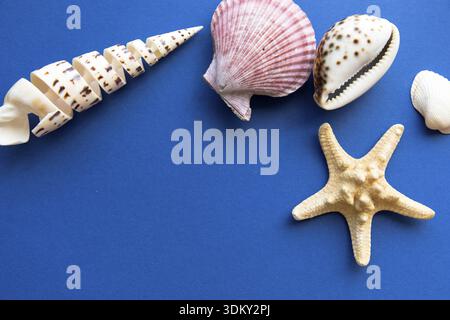 Different shells isolated on a blue background Stock Photo