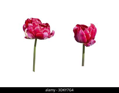 Two red tulips isolated on white, design element Stock Photo