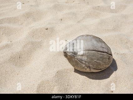 Dry coconut on a sandy beach in Sri Lanka, Asia Stock Photo