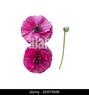 Two pink ranunculus flowers isolated on white Stock Photo