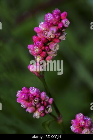 Wild Persicaria growing naturally in the Greek countryside. Artistic close-up botanical photograph capturing the beauty of native Greek wildflowers. Stock Photo