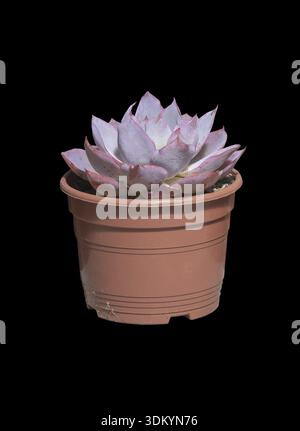 Succulent purple cactus plants in brown plastic pot isolated on black Stock Photo