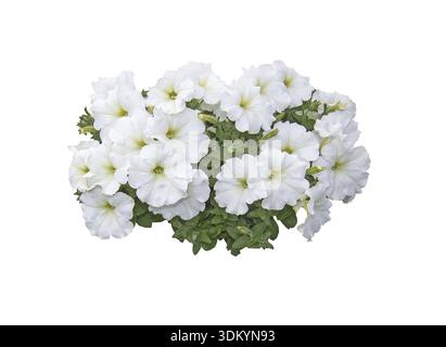 White petunia flowers isolated on white Stock Photo