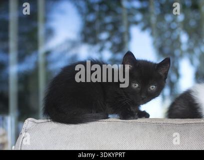 Cute fluffy kitten at the age of around four weeks Stock Photo
