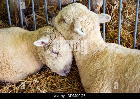 Two Babydoll Southdown sheep (Ovis aries) with thick, off-white wool fleeces sleep nestled together on straw bedding at a summer county fair. Stock Photo
