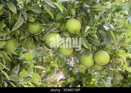 Grapefruits ripening on the tree in October Stock Photo