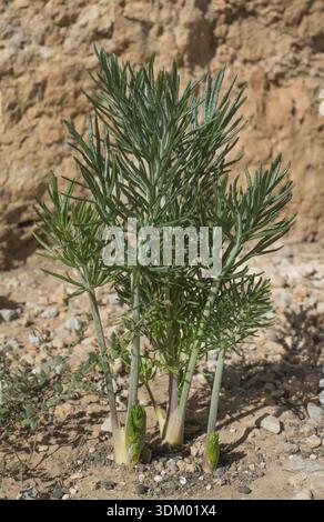 Thapsia garganica plant weed - the "deadly carrot" in ancient Greek  literature Stock Photo - Alamy