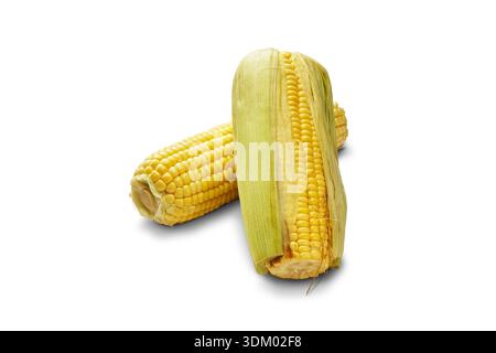 Fresh yellow corn cobs, partially husked, isolated on a white background, showcasing ripe kernels and natural freshness Stock Photo