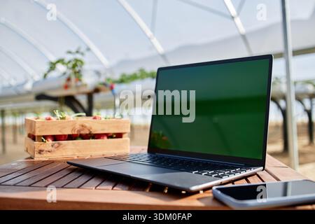 Modern Laptop Standing on Wooden Table in Greenhouse with Strawberries Stock Photo