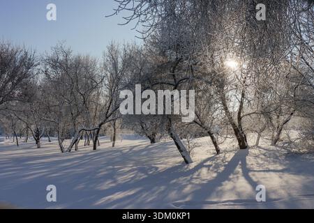 A snow-covered park, the sun breaking through the branches, the sun in the sky. Trees in a winter park facing the shining sun. Stock Photo
