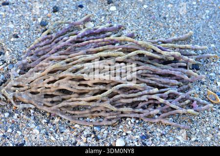 Weathered finger sponge washed ashore on coarse sand. Location: Auckland New Zealand Stock Photo
