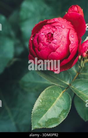 Close-up of a red English rose bud with water drops on a dark green foliage background Stock Photo