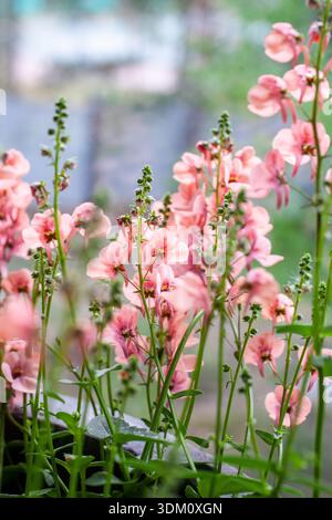 Close up photo of pink dianthus flowers blooming on tall green stems in natural light. The image shows vibrant petals soft background and botanical de Stock Photo