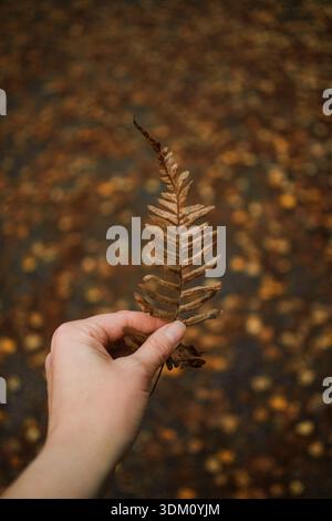 Female hand holding dry brown fern leaf on blurred autumn background. Stock Photo