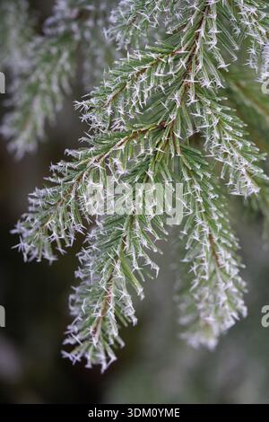 Frost on the branches of a spruce in the winter forest Stock Photo