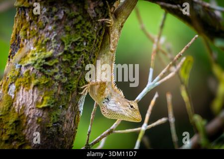 Oriental Garden Lizard (Calotes versicolor) on a mossy tree in Kuala Lumpur, Malaysia. High-detail macro of tropical urban wildlife in Asia. Stock Photo