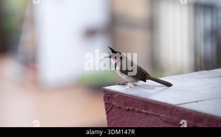 Red fronted bulbul bird sitting on a wall, Goa in South India, wildlife in urban environment, pycnonotus jocosus Stock Photo