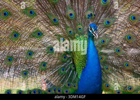 Peacock bird with fanned open tail, colorful peacock feathers eyes pattern Stock Photo