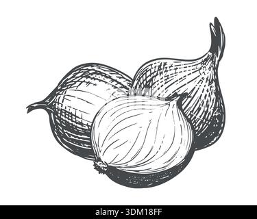 A composition of whole and halved onions. A vector illustration of shallots on a white background. A contour sketch of this aromatic spice. An imitation of engraving. Stock Vector