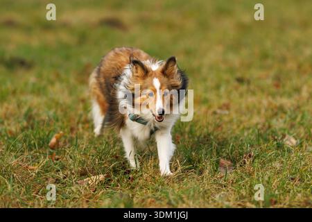 A young Sheltie walks forward across a grassy field with autumn tones. The dog's fur moves gently in the breeze. Stock Photo