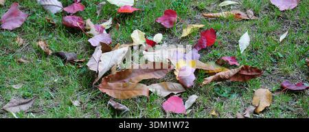 Fallen coloured leaves. Autumnal.  Backgrounds. Background. Stock Photo