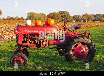 Pumpkins displayed on an old tractore. Stock Photo