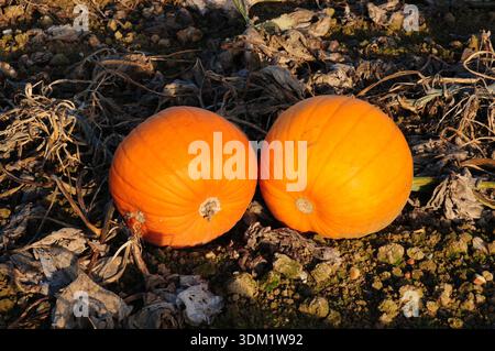 Two ripe pumpkins ready for collection. Stock Photo
