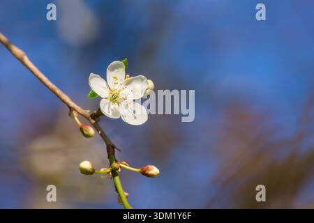 Cherry plum flower blooming on branch against blue sky Stock Photo