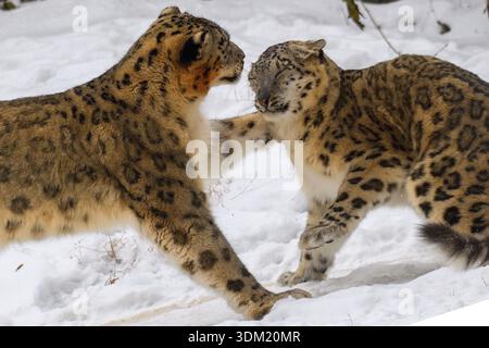 03 February 2026, Saxony-Anhalt, Magdeburg: Two snow leopards frolic together in their snowy outdoor enclosure at Magdeburg Zoo. The red spot on the head (l) is from the animal's food. On February 8, 2026, the "Siberian Campfire" will take place again at Magdeburg Zoo. There will once again be hot drinks, bread and music around a campfire and visitors to the zoo will be able to see the back areas of the tigers and snow leopards, which are otherwise hidden from view. According to meteorologists, it is expected to have snowed again in the region by the weekend. Photo: Klaus-Dietmar Gabbert/dpa Stock Photo