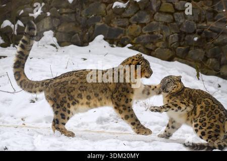 03 February 2026, Saxony-Anhalt, Magdeburg: Two snow leopards frolic together in their snowy outdoor enclosure at Magdeburg Zoo. The red spot on the head (l) is from the animal's food. On February 8, 2026, the "Siberian Campfire" will take place again at Magdeburg Zoo. There will once again be hot drinks, bread and music around a campfire and visitors to the zoo will be able to see the back areas of the tigers and snow leopards, which are otherwise hidden from view. According to meteorologists, it is expected to have snowed again in the region by the weekend. Photo: Klaus-Dietmar Gabbert/dpa Stock Photo