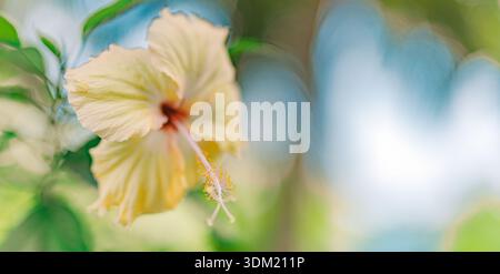 Soft cream yellow hibiscus blossom in gentle dreamy light. Delicate tropical flower against warm blurred greenery. Pale exotic petals with graceful Stock Photo