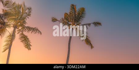 Gorgeous palm trees warm golden sunset sky low angle dramatic tropical silhouette canopy serene dreamy summer serene background wallpaper wall art Stock Photo