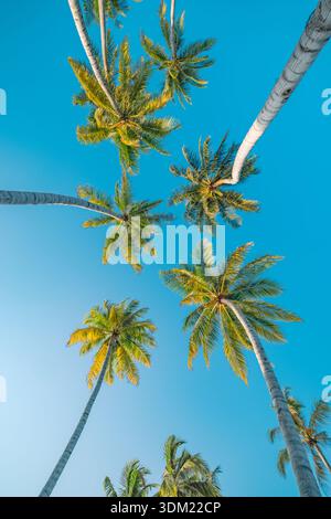 Tranquil palm trees canopy looking up vertical tighter blue sky tropical summer stunning low angle portrait view. Idyllic nature wallpaper background Stock Photo