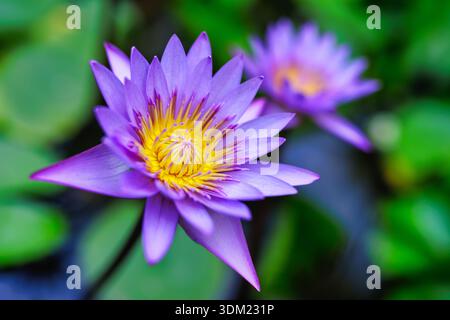 Gorgeous purple water lily lotus macro stunning closeup exotic botanical nature floral beauty outdoor pond garden, tranquil garden natural background Stock Photo