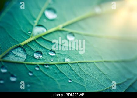Serene Green leaf water droplets macro wide angle stunning nature botanical fresh organic texture background Stock Photo