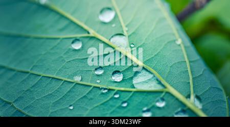 Majestic Green leaf water droplets macro stunning nature botanical closeup fresh organic texture background Stock Photo