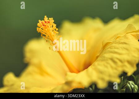 Yellow hibiscus flower macro stunning closeup tropical exotic botanical garden nature beauty Stock Photo