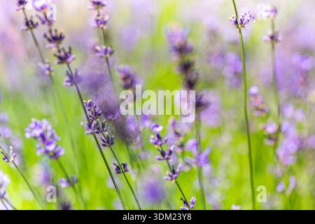 Idyllic blooming lavender flowers beautiful serene floral garden summer background blur foliage peaceful nature closeup breathtaking dreamy luminous Stock Photo