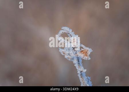 Delicate frost crystals forming on a dried plant stem against a soft, blurred winter background. Minimalist winter macro of a frozen plant. Stock Photo