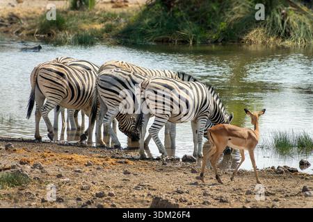 Mountain zebras drinking at a waterhole, view from behind, wildlife safari and game drive in Namibia, Africa Stock Photo