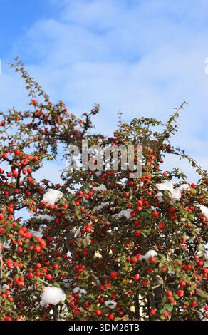 Red berries of cotoneaster shrub covered with fresh snow. Winter nature background. Stock Photo