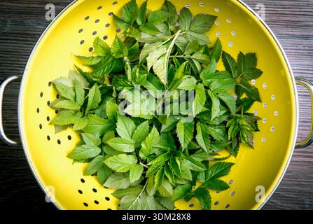 Goutweed also known as ground elder Aegopodium podagraria fresh green leaves on a yellow sieve, preparing for food at home. Stock Photo