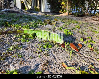 A green iguana lies motionless on the ground in South Florida on Feb. 1st, 2026, stunned by unusually cold temperatures around 30°F. The reptile’s slowed metabolism is a common response to sudden cold snaps in the region. (Photo by Christopher G. Beckett/Sipa USA) Stock Photo