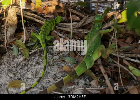 Two green iguanas lie still on the ground in Delray Beach, Florida, on February 1, 2026, after temperatures fell to near freezing. Cold-stunning is a common response among iguanas during sudden winter cold fronts in South Florida. (Photo by Christopher G. Beckett/Sipa USA) Stock Photo