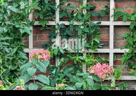 Pink hydrangeas grow on lattice work attached to a red brick wall. Stock Photo