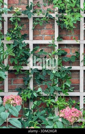 Vertical shot shows pink hydrangeas growing on lattice work attached to a red brick wall. Stock Photo