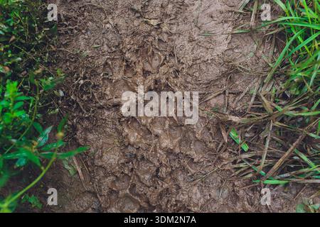 Damp trail with grass details. Moist ground with small pools and granular surface textures. Rich earthy hues with detailed view of muddy trail and Stock Photo